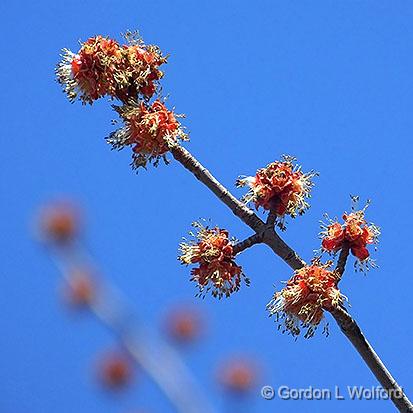 Spring Budding_DSCF00588.jpg - Photographed at Portland, Ontario, Canada.